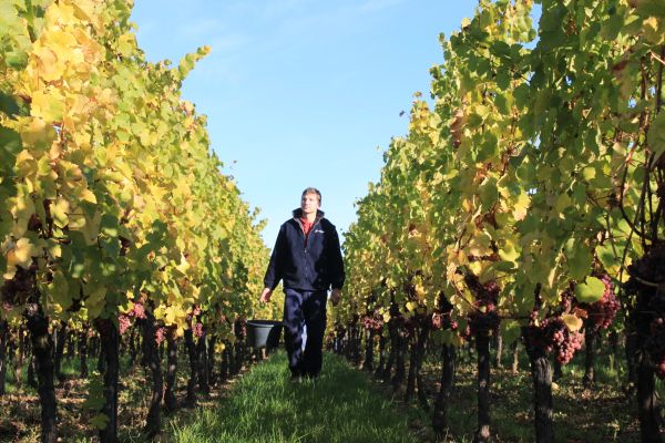 Die nachhaltige Arbeit in den Weinbergen