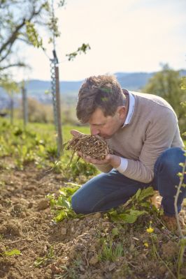 Streuobstwiesen als wichtiger Teil der Natur